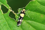 Birken-Faulholzmotte (Eratophyes amasiella)