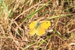 Wander-Gelbling/Postillon (Colias croceus)