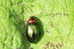 Weiden-Erdfloh (Crepidodera aurata)