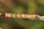 Pappel-Zahnspinner (Pheosia tremula)
