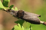 Buchen-Streckfuß, Rotschwanz (Calliteara pudibunda)