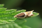 Ancylis badiana