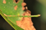 Laubwald-Grünspanner (Jodis lactearia)