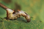 Zickzack-Zahnspinner (Notodonta ziczac)