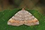 Violettgrauer Eckflügelspanner (Macaria liturata)