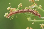 Hochstaudenflur-Blütenspanner (Eupithecia subfuscata)