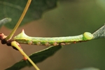 Pappel-Zahnspinner (Pheosia tremula) - Jungraupe
