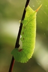 Pappelschwärmer (Laothoe populi)
