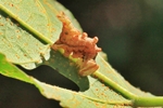 Dromedar-Zahnspinner (Notodonta dromedarius) Jungraupe
