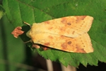 Bleich-Gelbeule (Cirrhia icteritia)