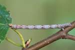 Weißstirn Weißspanner (Cabera pusaria)