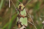 Malachiteule (Staurophora celsia)