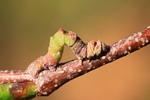 Grünes Blatt (Geometra papilionaria) - Jungraupe