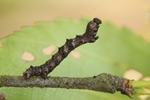Schneespanner (Phigalia pilosaria)