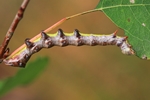Pappel-Zahnspinner (Pheosia tremula)