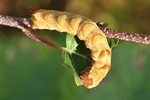 Flohkrauteule (Melanchra persicariae)