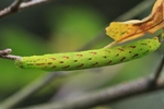 Pfeilflecken-Kräutereule (Lacanobia contigua)