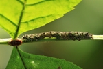 Sicheleule (Laspeyria flexula)