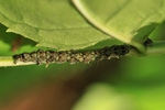 Sicheleule (Laspeyria flexula)