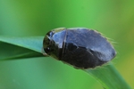 Schwimmwanze (Ilyocoris cimicoides)