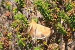 Schild-Sonneneule/Bilsenkraut Blüteneule (Heliothis peltigera)