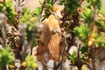 Schild-Sonneneule/Bilsenkraut Blüteneule (Heliothis peltigera)