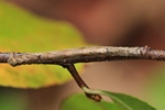 Herbst-Zackenrandspanner (Ennomos autumnaria)
