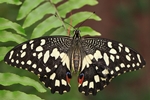 Papilio demoleus/Indischer Citrus-Schwalbenschwanz/Chequered-/Lime Swallowtail