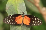 Heliconius hecale/Tiger-Passionsblumenfalter/Tiger Longwing