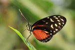 Heliconius hecale/Tiger-Passionsblumenfalter/Tiger Longwing