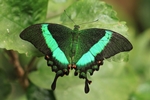 Papilio palinurus/Neon-Schwalbenschwanz/Emerald Swallowtail