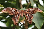 Attacus atlas/Atlas-Seidenspinner/Atlas Moth
