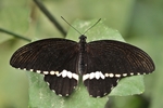 Papilio polytes/Kleiner-/Gemeiner Mormon/Common Mormon - Männchen