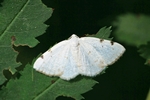 Zweifleck-Weißspanner (Lomographa bimaculata)