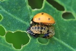 Marienkäfer (Coccinella spec.) - frisch geschlüpft
