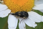 Gebänderter Stachelkäfer (Variimorda villosa)