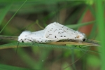 Breitflügeliger Fleckleibbär (Spilosoma lubricipeda)