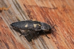 Neunfleckiger Prachtkäfer (Buprestis novemmaculata)