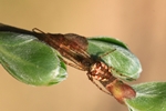 Herbstspinne (Metellina segmentata)