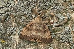 Schwammspinner (Lymantria dispar)