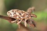 Gefleckter Langrüssler (Cyphocleonus dealbatus)