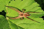 Listspinne (Pisaura mirabilis)