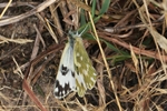 Resedaweißling (Pontia edusa) - Weibchen
