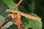 Zackenbindiger Rindenspanner (Ectropis crepuscularia)