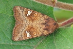 Moor-Stengeleule (Amphipoea lucens)