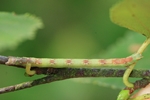 Weißstirn Weißspanner (Cabera pusaria)