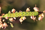 Heidekraut-Bunteule (Anarta myrtilli)