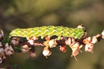 Heidekraut-Bunteule (Anarta myrtilli)