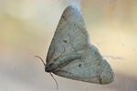 Graugelber Breitflügelspanner (Agriopis marginaria) - Männchen
