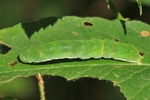 Gelbfleck-Waldschatteneule (Euplexia lucipara)